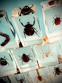 collection of  stuffed insects in resin