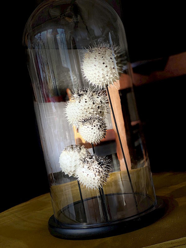 rare fugu taxidermy