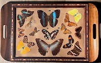 1940s Rosewood Tray with Butterfly Display