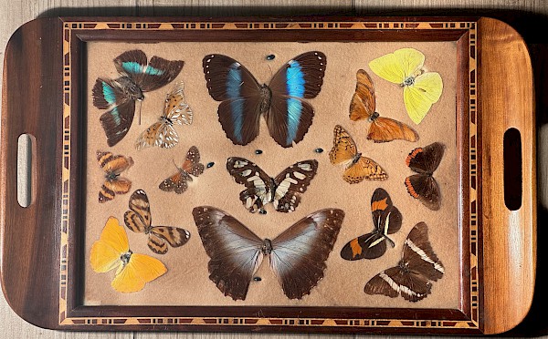 1940s Rosewood Tray with Butterfly Display