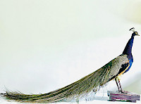 full-body taxidermy mount of a male Indian peafowl
