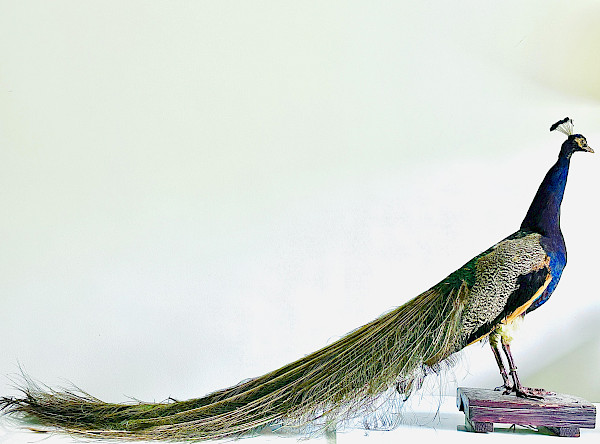 full-body taxidermy mount of a male Indian peafowl