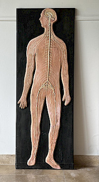 Vintage SOMSO nervous system model
