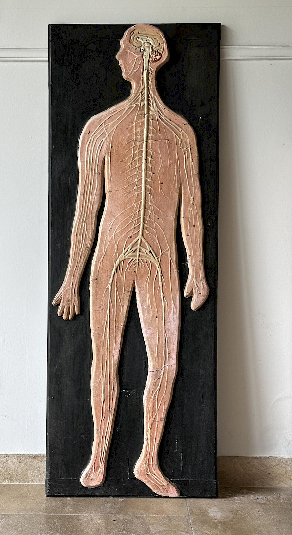 Vintage SOMSO nervous system model